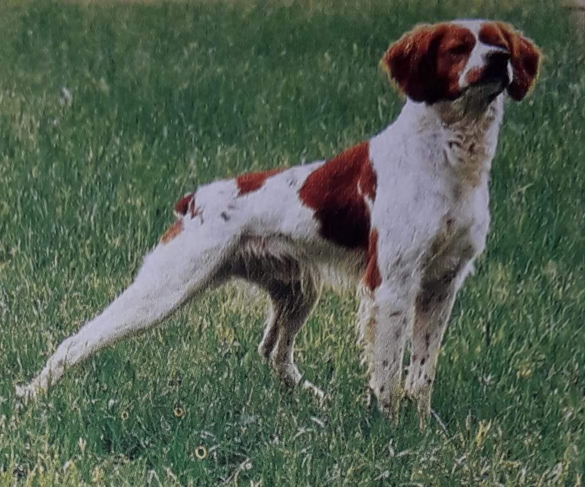 Hero del Pellegrinotti