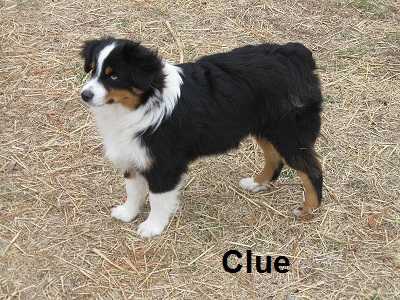 HERDDOGIES CLUE TO MY HEART