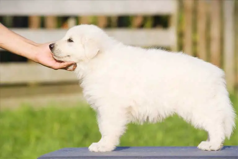 Levitan of Angelotti