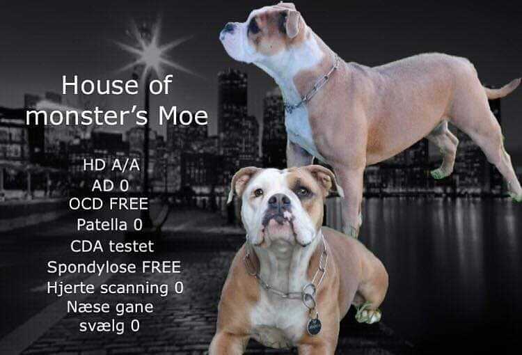 House Of Monsters Moe
