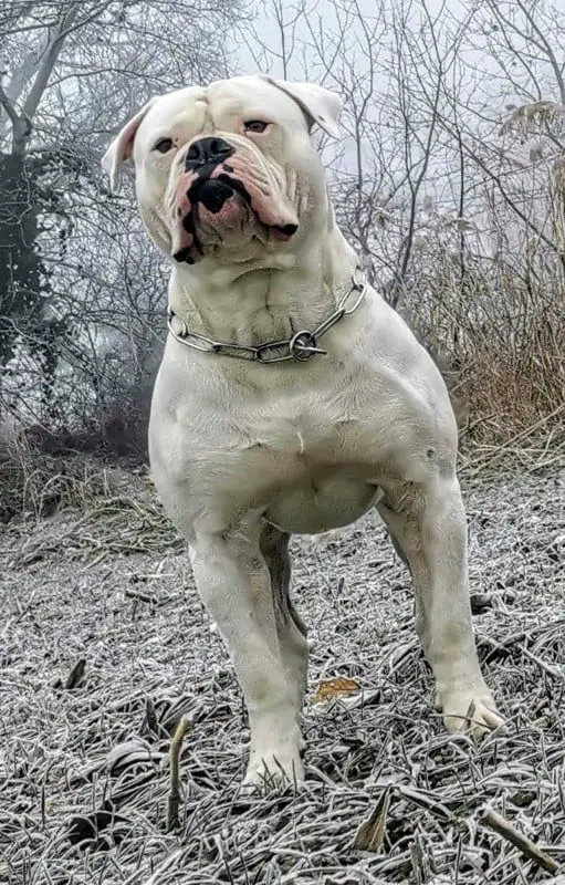 American bulldog Winner of the year 2020, Hungary HJCH,HCH,Suburban Bulls Conor