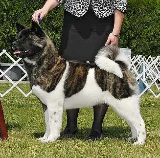 AKC CH MaJer's Yours Truly