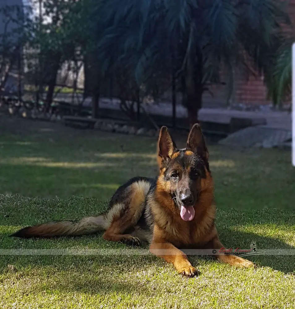 Ethan vom Dulls Kennel