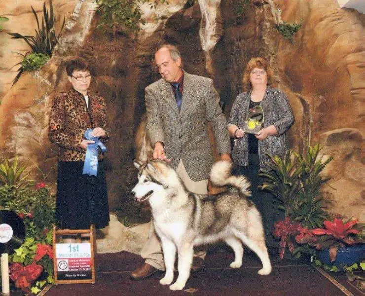 AM. CH. Bearhug's Flight Of Sweet Mothra