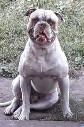 Suburban Bulls Deadpool