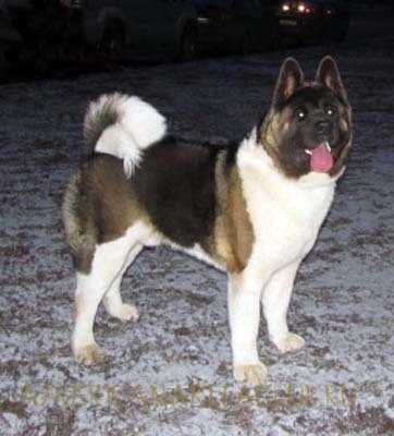 Bodyguard Lant Antie Nuestros Amigos