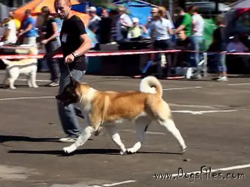 CH RUS, UKR, BLR, LTH, EST Melodor Born To Thrill