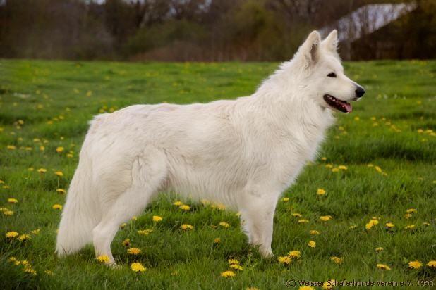 JU-Cham Erijane's Lennart Lipstick