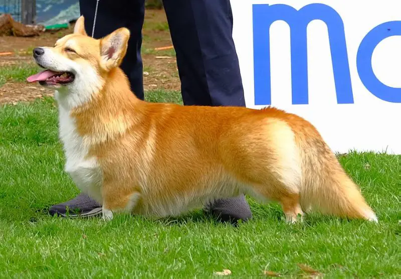 JCH IL, CH IL, GCH IL, CH CYP, CH BUL, BLK, GR,  INT CH Ingermanlandija Gran Pri