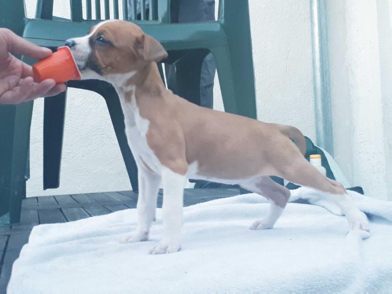 Naska Amazing Dog's Impact