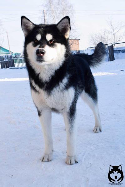 Umai ene bozhestvennaya