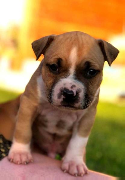 Heryer's Al Cappuccino Chocolate