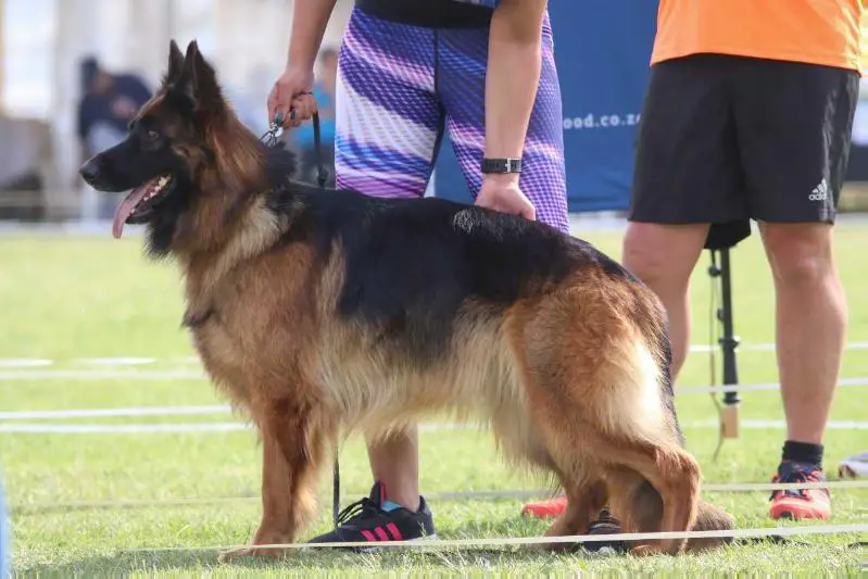 V Kara von Tasechani