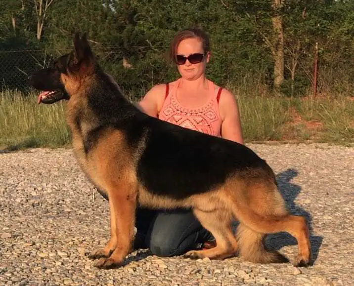 GCH CH Sandroc’s Nicholaus