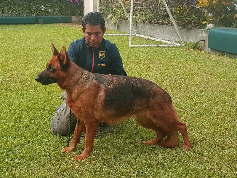 APTO PARA CRIA MUY BUENO XARA DEL GRAN PAJONAL