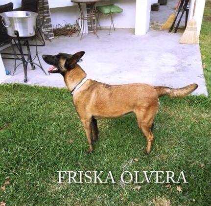 Friska (Olvera)