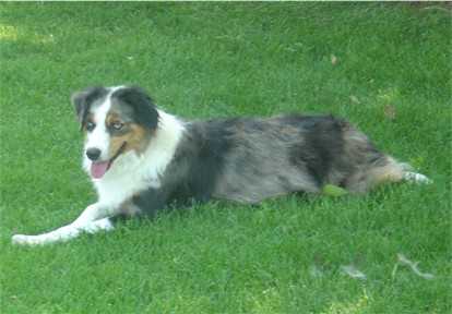 Saddleback Lewis Shye Skye