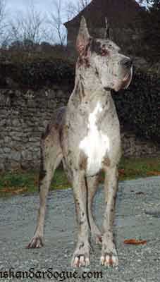 Tariga d’Iskandar