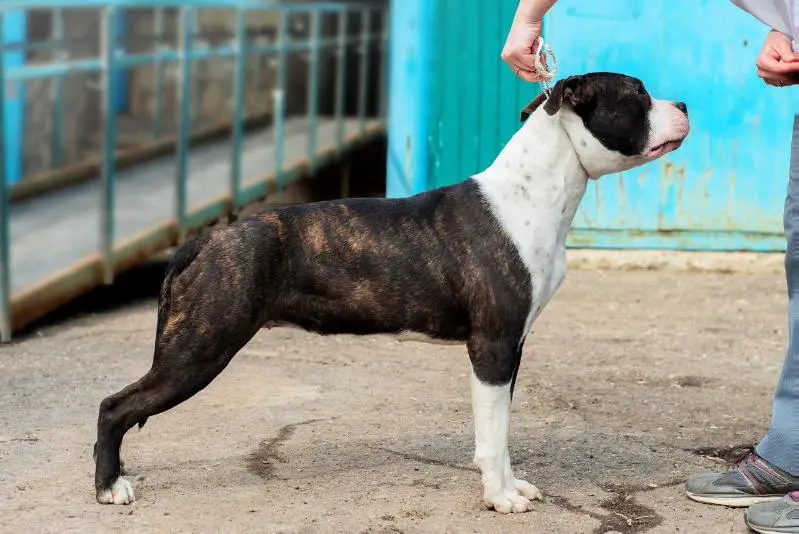 Toir Prestizh Radost