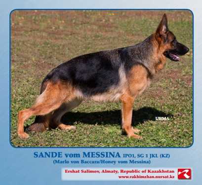 VA3 (KZ) 2018 Sande vom Messina