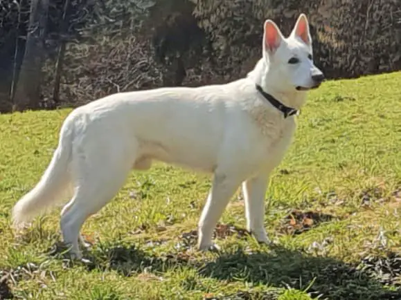 Iven Inu Sky von Pardiel Grischun