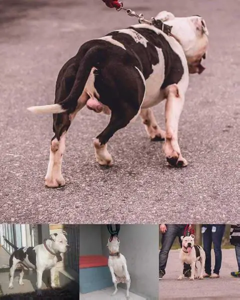 Taurus Euram New Kraftfeld