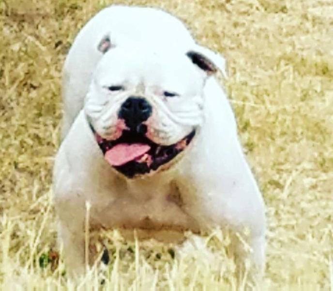 Vergara Bulls Monroe of Koncrete Jungle Kennel