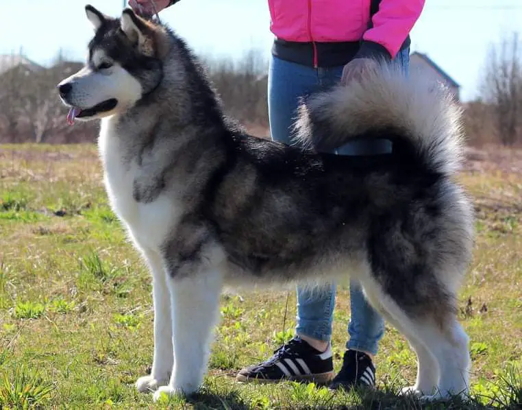 JCH.CH BLR,RUS,EST,CH,BLR,EST,CAND INT CH Carrie Nukka De Lobo Arctic Snow