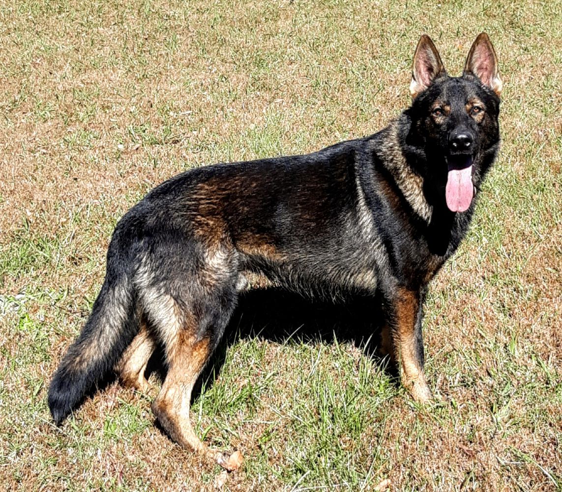 Verruckt Herz's Magnum Force Cado