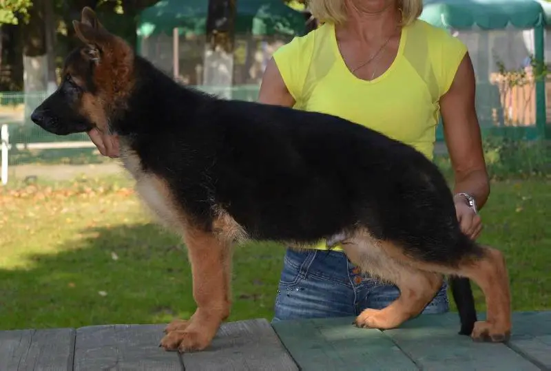 Zolland Mond Arsenal