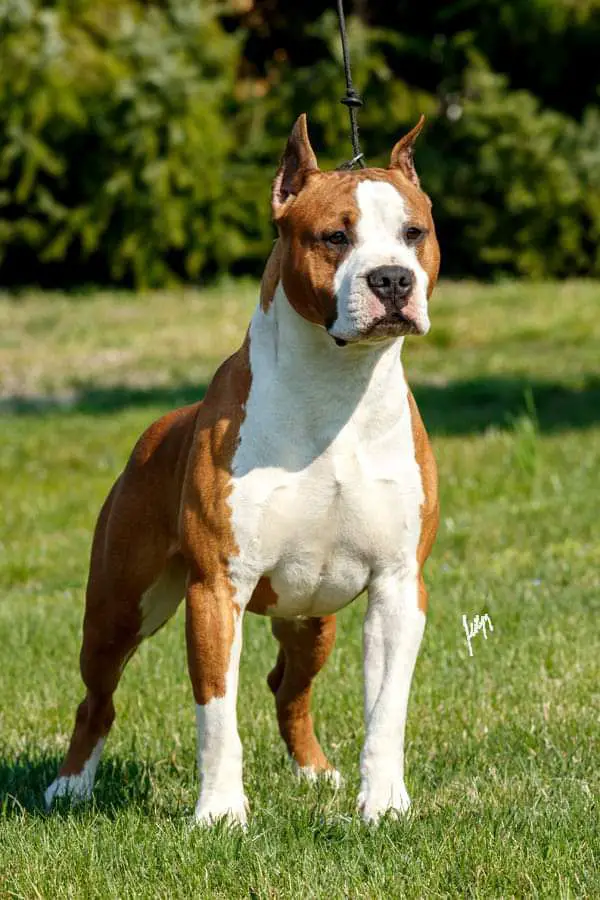 J.EW/J.CH/J.CW/CH./BEST PUPPY ON AMSTAFF MAJOR 2018 Samurai Cosa Nostra Impero