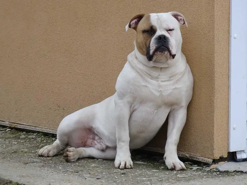 Facebull Ursus of Transilvanian Bulls