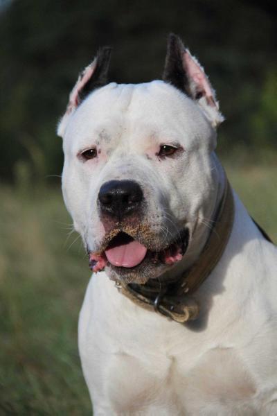 Marial Persona Avatar Pandora