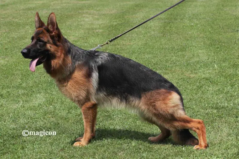 V(BSZS) Destiny vom Klein Kapellenberg