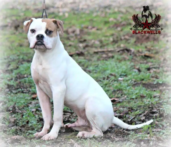 AAB’s Johnny Cash of Blackwell’s (USA Import)