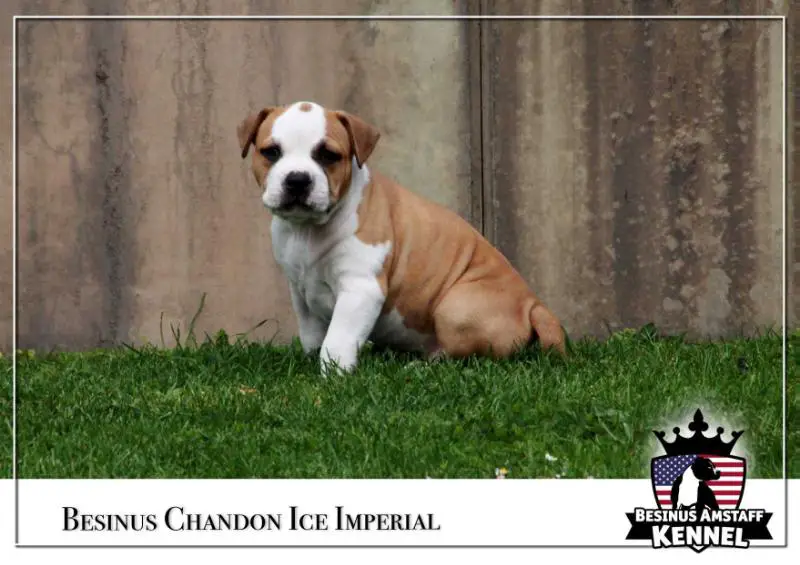 Besinus Chandon Ice Imperial