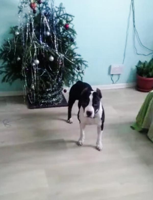 Mitz Hell Time of Gold Life