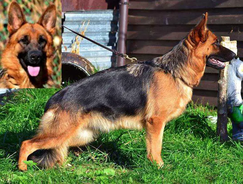 Imperiya von Wespen Haus