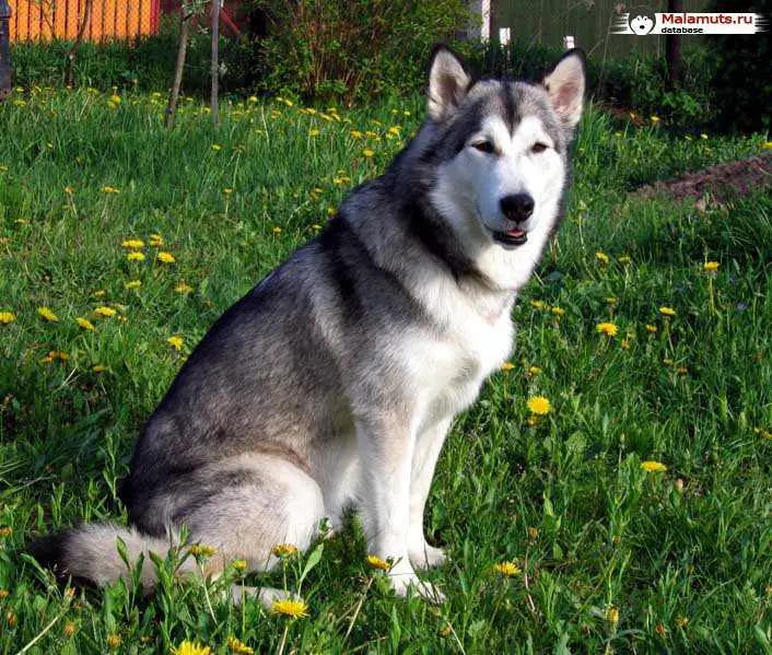 Yerika Shayning Star