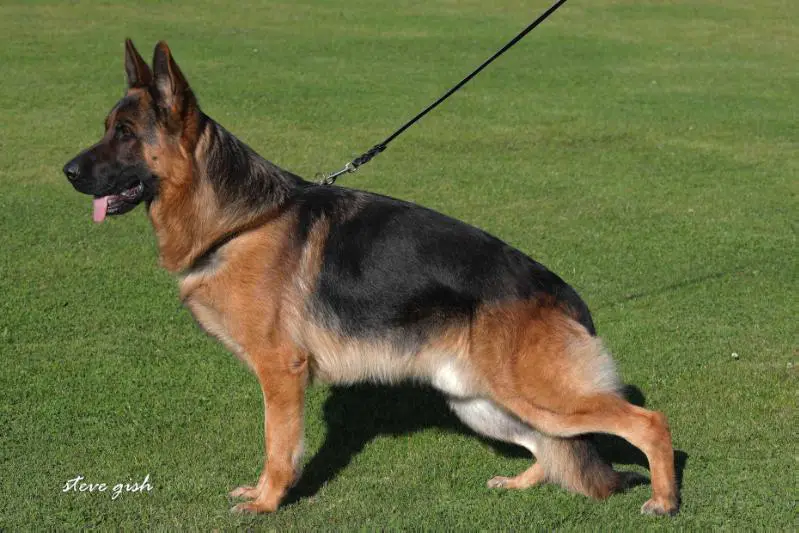 VA6 (USA) Evil vom Eichenplatz