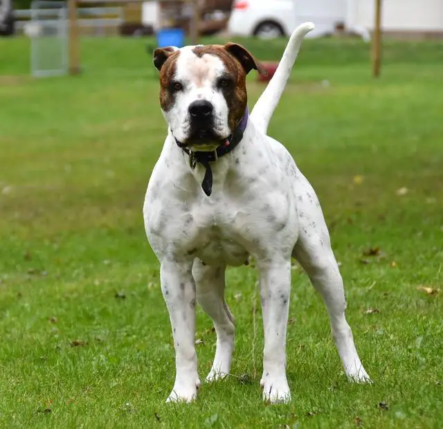 NKC Ch. Jr. Ch Blue Ridge's Crazy Bitch