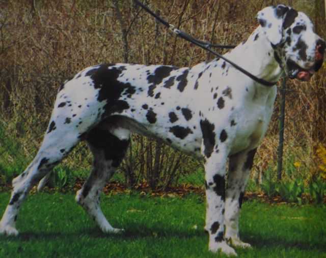 CJS'99,DCH,BS,ICh Drago Von der Wolfshöhle