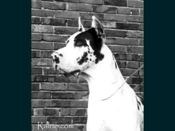 Rex Magnus van de Brentjes