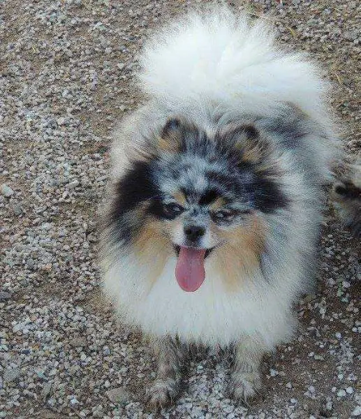 MyLil Milly Padd