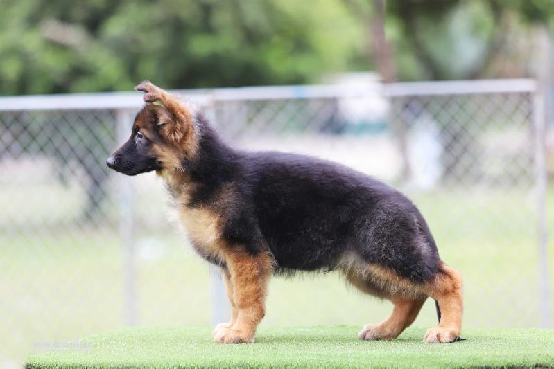 Ocean vom Branch Mark