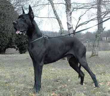 Promethee d'Iskandar