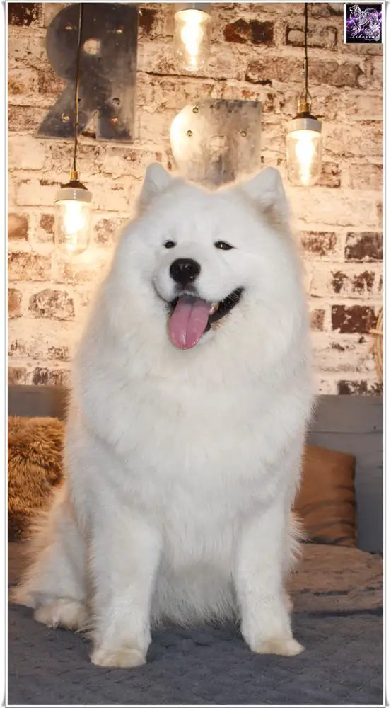 Minor Puppy BIS, Puppy BIS II. HJCH, SERBIAN JCH, Serbian CH Chuck Luxury of White Siberiansuny