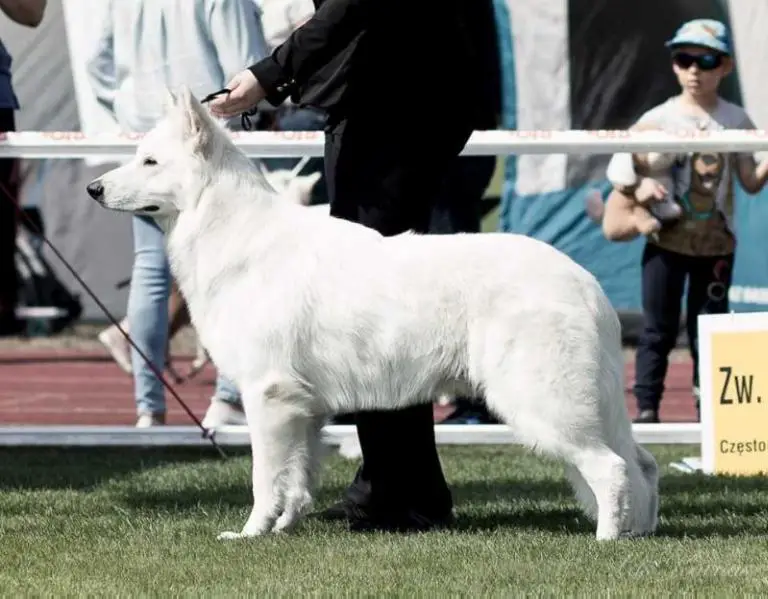 C.I.B. , Ch PL, Ch LT,Ch EE,  LT Winner 2020, JCH PL, JCh LT Absolute White Chocolate ISIDORO