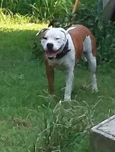 Fuqua's Cayenne of Jagers