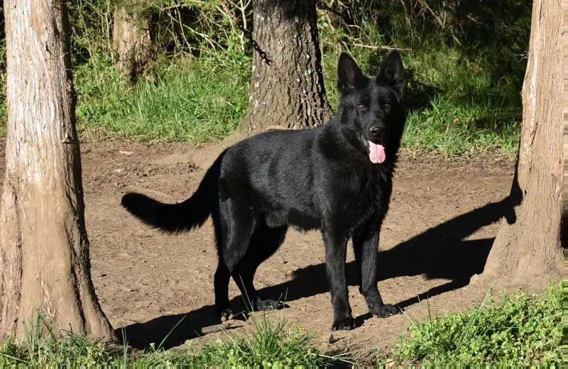 Quai vom Wolfstal